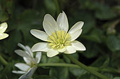 Ranunculus ficaria Albus