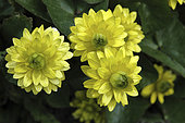 Ficaria verna Flore-pleno
