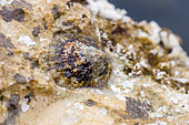 Mediterranean limpet (Patella caerulea) on rock, Bouches-du-Rhone, France