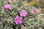 Grey-leaved cistus (Cistus albidus), Calanques National Park, Bouches-du-Rhone, France
