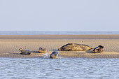Grey seal (Halichoerus grypus) at rest on sand, North Sea, Pas de Calais, France