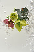 Bouquet: Christmas rose flowers, eucalyptus leaves and pearls