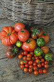 'Beefsteak', 'Cherry', 'Green Zebra' and 'Crimean Black' tomatoes (Solanum lycopersicum)