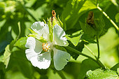 Sage-leaved Rock Rose (Cistus salviifolius), flower