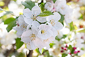 Blossoms of Crabapple 'Evereste'