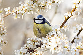 Blue tit (Cyanistes caeruleus) standing on a plum tree in bloom, Alsace, France