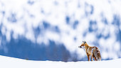 Winter. Red fox (Vulpes vulpes) in a very cold afternoon. Slovakia