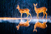 The big and the small. Roe deer (Capreolus capreolus) at the edge of water, Slovakia