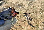 Photographer with Rio Fuerte beaded lizard Venomous (Heloderma horridum exasperatum). S Sonora, SW Chihuahua, N Sinaloa, Mexico, No in natural setting.