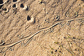 Track of Rio Fuerte beaded lizard Venomous (Heloderma horridum exasperatum). S Sonora, SW Chihuahua, N Sinaloa, Mexico, No in natural setting.