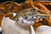 West African slender-snouted crocodile (Mecistops cataphractus) Hatching, W. Africa, Planète des crocodiles, France.