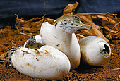 West African slender-snouted crocodile (Mecistops cataphractus) Hatching, W. Africa, Planète des crocodiles, France.