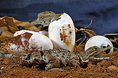 West African slender-snouted crocodile (Mecistops cataphractus) Hatching, W. Africa, Planète des crocodiles, France.