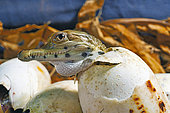 West African slender-snouted crocodile (Mecistops cataphractus) Hatching, W. Africa, Planète des crocodiles, France.