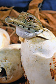 West African slender-snouted crocodile (Mecistops cataphractus) Hatching, W. Africa, Planète des crocodiles, France.