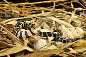 King cobra (Ophiophagus hannah). Hatching . S.E. Asia