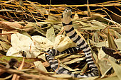 King cobra (Ophiophagus hannah). Hatching . S.E. Asia