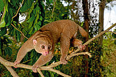 Potto (Perodicticus potto) on a branch, Togo. Ghana to Kenya
