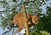 Potto (Perodicticus potto) on a branch, Togo. Ghana to Kenya
