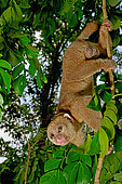 Potto (Perodicticus potto) on a branch, Togo. Ghana to Kenya