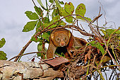 Potto (Perodicticus potto) on a branch, Togo. Ghana to Kenya