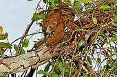 Potto (Perodicticus potto) on a branch, Togo. Ghana to Kenya