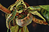 Schultze's Pit Viper (Trimeresurus schultzei) Palawan Captivity
