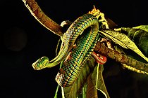 Schultze's Pit Viper (Trimeresurus schultzei) Palawan Captivity