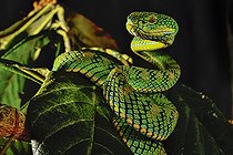 Schultze's Pit Viper (Trimeresurus schultzei) Palawan Captivity