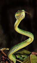 Schultze's Pit Viper (Trimeresurus schultzei) Palawan Captivity