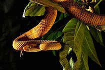 Tokara habu (Protobothrops tokarensis) Tokara Islands, Japan Endemic.