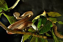 Tokara habu (Protobothrops tokarensis) Tokara Islands, Japan Endemic.