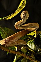 Tokara habu (Protobothrops tokarensis) Tokara Islands, Japan Endemic.
