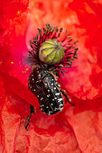 White spotted rose beetle (Oxythyrea funesta) feeding on the stamens of a Poppy (Papaver rhoeas), Gard, France