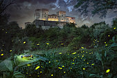 Focus stacking of some fireflies in front of Torrechiara Castle, Parma, Italy