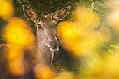 Red deer (Cervus elaphus) female deer between the flowers, Parco Nazionale d'Abruzzo, L'Aquila, Civitella Alfedena, Italy