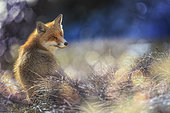 Red Fox (Vulpes vulpes) in the field, Parco Nazionale d'Abruzzo, L'Aquila, Civitella Alfedena, Italy