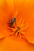 White spotted rose beetle (Oxythyrea funesta) foraging on California poppy (Eschscholzia californica), Gard, France