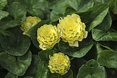 Ranunculus ficaria Double Mud