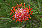 Leucospermum cordifolium