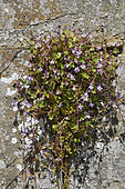 Cymbalaria muralis