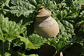 Rheum rhabarbarum, forcing pot