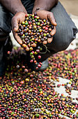 Grains of ripe coffee in the handbreadths of a person. East Africa. Coffee plantation.