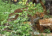 Javan leopard ( Panthera pardus melas) Java. Endemic Critically endangerd (less than 250 mature individuals)
