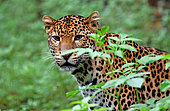 Javan leopard ( Panthera pardus melas) Java. Endemic Critically endangerd (less than 250 mature individuals)