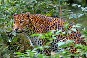 Javan leopard ( Panthera pardus melas) Java. Endemic Critically endangerd (less than 250 mature individuals)