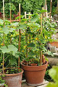 Cucumber (Cucumis sativus) fruit and flower of cucumber, climbing plant in vegetable garden, pot culture