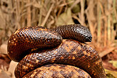 Python fouisseur de Calabar (Calabaria reinhardtii), Togo. Afrique de l'ouest. Posture défensive : la tête est dissimulée, la queue est haute. Stratégie qui consiste à détourner l'attention du prédateur d'un organe vital (la tête) vers un organe non vital (la queue).