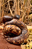 Python fouisseur de Calabar (Calabaria reinhardtii), Togo. Afrique de l'ouest. Posture défensive : la tête est dissimulée, la queue est haute. Stratégie qui consiste à détourner l'attention du prédateur d'un organe vital (la tête) vers un organe non vital (la queue).