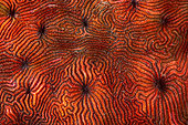Red coral, Mayotte
